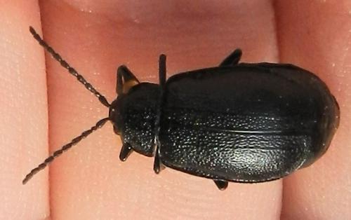 Galeruca tanaceti